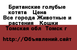 Британские голубые котята › Цена ­ 5 000 - Все города Животные и растения » Кошки   . Томская обл.,Томск г.